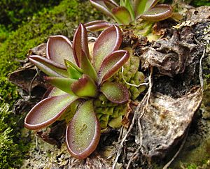 Pinguicula moranensis dimorphic