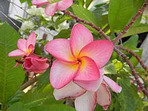 Plumeria rubra-4.JPG