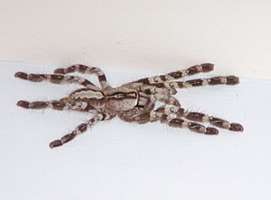 Poecilotheria Regalis