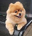 Pomeranian Thank You