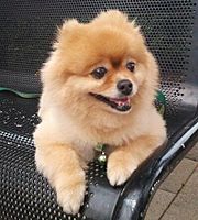 Pomeranian Thank You