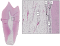 Pulp Histology 