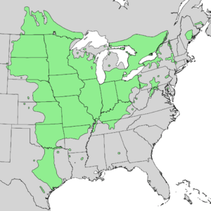 Quercus macrocarpa range map 1.png