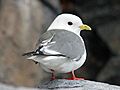 Red-legged Kittiwake RWD1