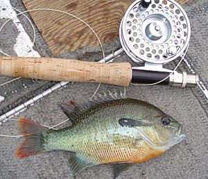 RedbreastedsunfishtallapoosaRiver