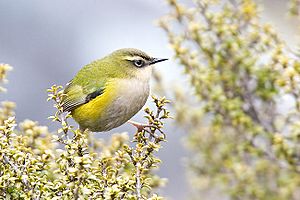 Rock wren