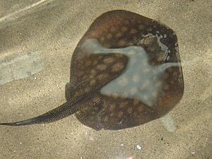 Round stingray.jpg