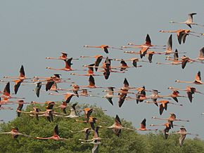 SFF Los Flamencos