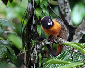 Saguinus tripartitus - Golden-mantled Tamarin.jpg