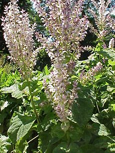 Salvia sclarea3