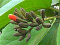 Scarlet Cordia buds