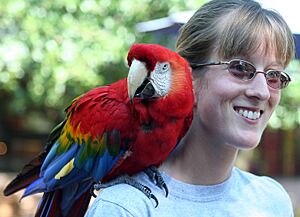 Scarlet Macaw (Ara macao) -Houston Zoo-8