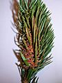 Sitka Spruce with Pineapple Gall