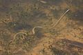 Snake Swimming in Pond that is Diminishing Fastly to Evaporation at a Dry Riverbed