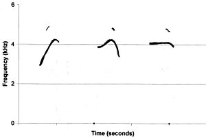 Spectrogramcollybita2