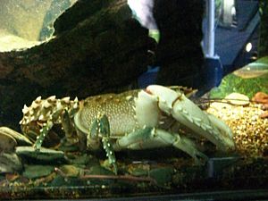 Spiny Freshwater Crayfish (2).jpg