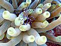 Spotted cleaner shrimp