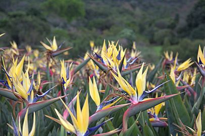 Strelitzia reginae - Mandela's gold