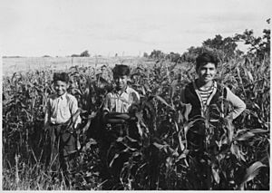 Cornfield on Red Lake c. 1938