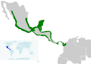 Tigrisoma mexicanum map.svg