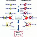 Topoisomerase Inhibitor