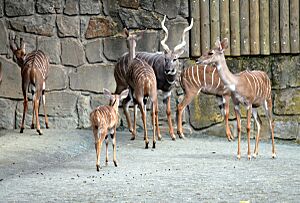 Tragelaphus imbersis Dvur zoo 4