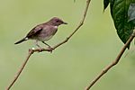 Turdus ignobilis, Black-billed Thrush.jpg