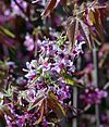 Ungnadia speciosa flowers.jpg