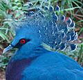 Victoria Crowned Pigeon Jurong