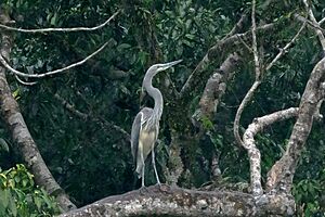 WHITE-BELLIED-HERON