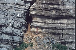 Weathering Limestone State College PA