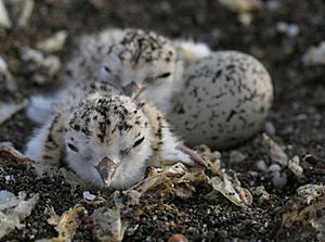 Western snowy plover (30759943331)