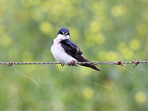 White-rumped Swallow (Tachycineta leucorrhoa) (15958781331)