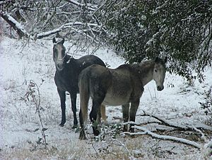 Wild Brumbies Australia 07