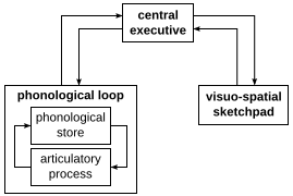 Working memory model