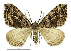 Xanthorhoe semifissata female.jpg