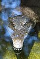 (1)Freshwater crocodile