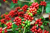 Coffee plants grown in Acrelândia