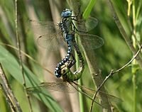 Aeshna-affinis-copula-www