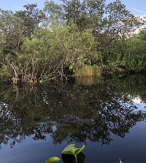 Alligator in the Everglades