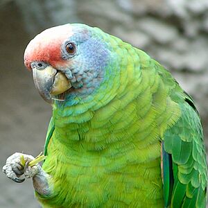 Amazona brasiliensis -upper body-8a-1c