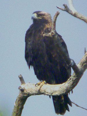 Aquila heliaca, Hong Kong 1