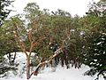 Arbutus menziesii (Madrone) - Flickr - brewbooks (1)