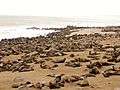 Arctocephalus pusillus 5 - Cape fur seal