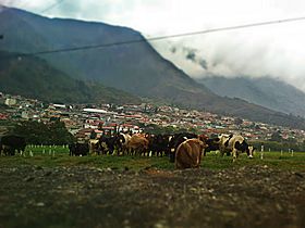 Bailadores Estado Mérida.jpg