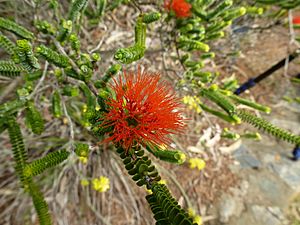 Beaufortia squarrosa (leaves, flowers).JPG