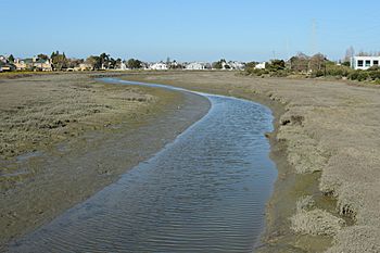 Belmont Slough February 2013.jpg