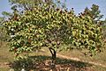 Bixa orellana with fruits in Hyderabad, AP W IMG 1456