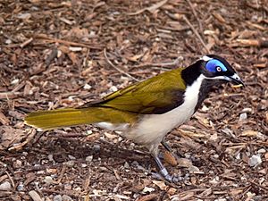 Blue faced honeyeater feeding444