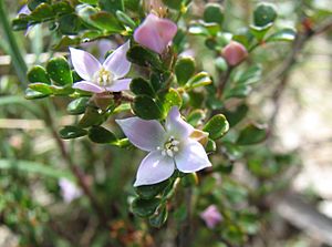 Boronia algida